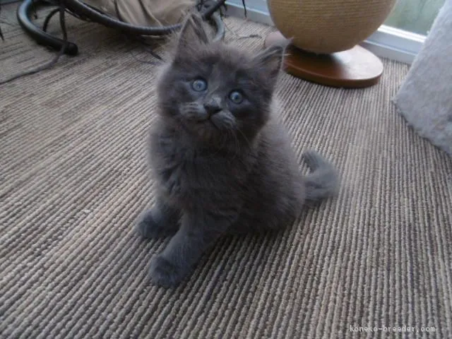 ID：2010-00329の子猫