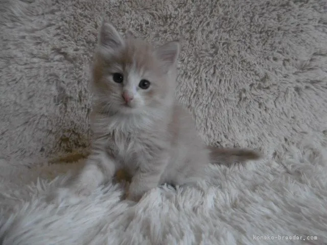 ID：1709-00811の子猫
