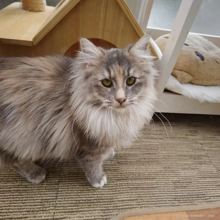 ID：2307-01899の子猫