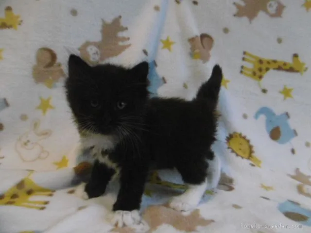 おやかた 様のお迎えした子猫