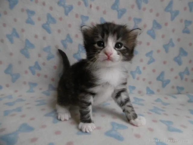 コマハチ 様のお迎えした子猫