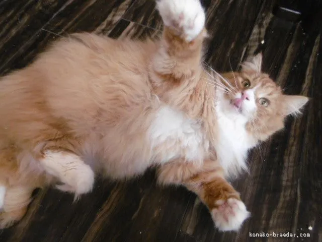 ID：1904-00695の子猫