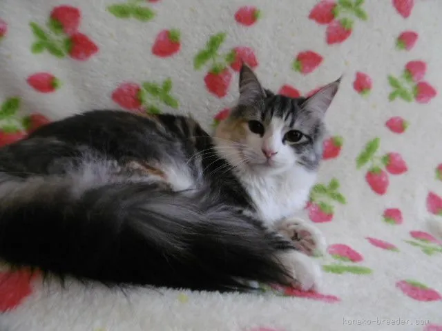 ゆみ 様のお迎えした子猫