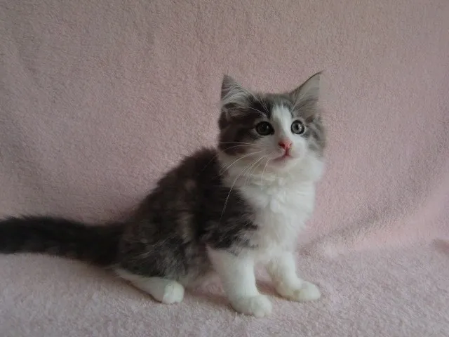 ID：1307-00059の子猫