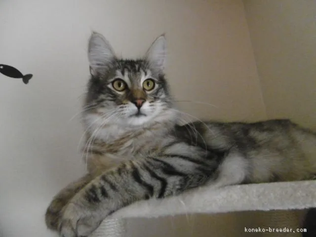 ID:1705-00868の子猫
