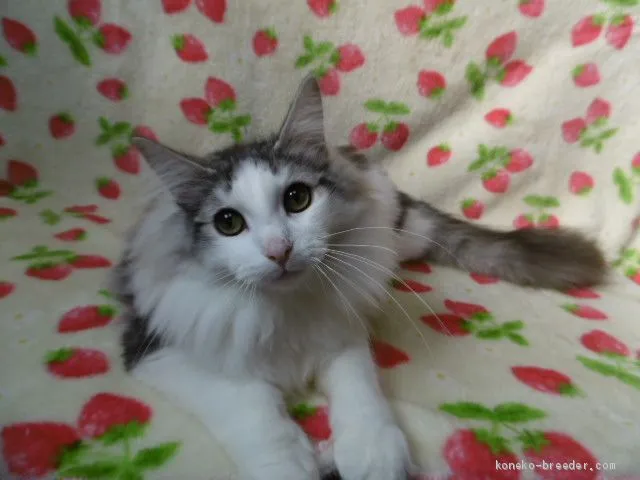 ID:1906-00633の子猫