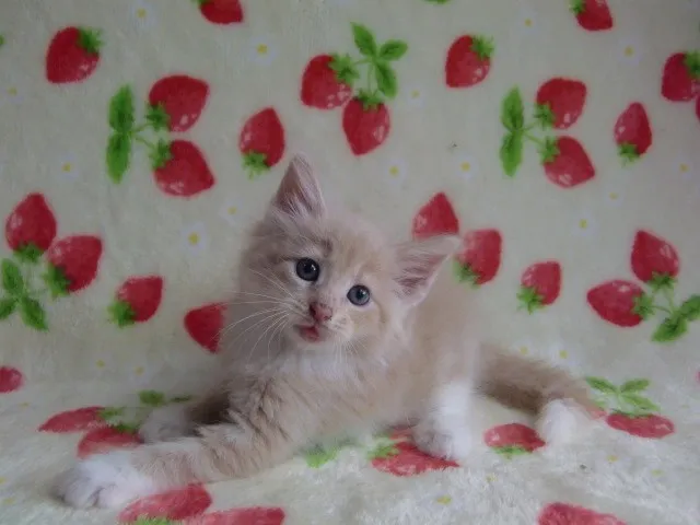 ID：1307-00063の子猫