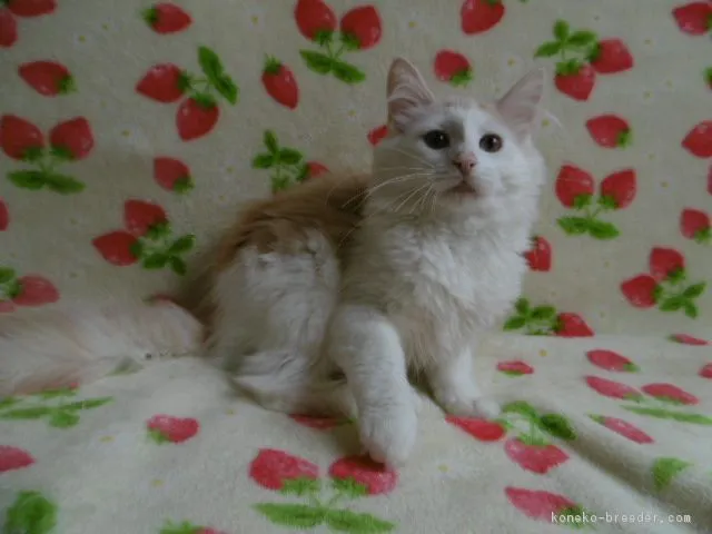 ID:1801-00217の子猫