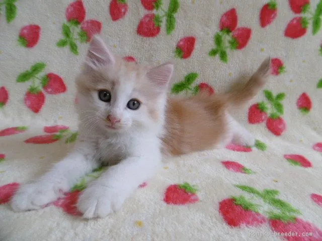 中山　智尋 様のお迎えした子猫