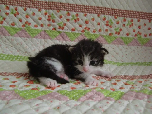 じゅんじゅん 様のお迎えした子猫