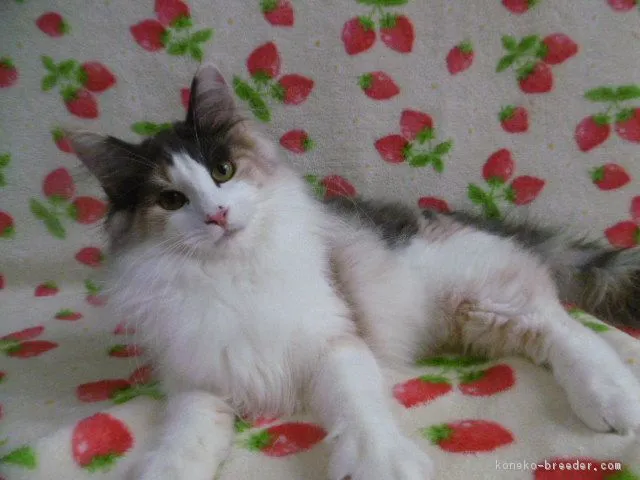 ID：1809-00399の子猫