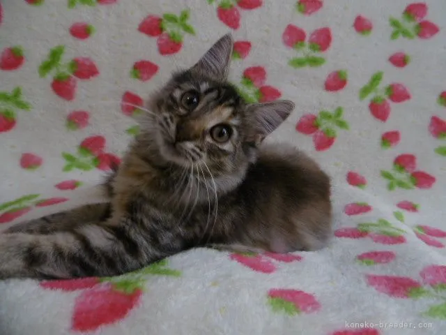 ドラゴン 様のお迎えした子猫