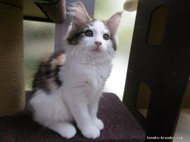 ID：2006-01897の子猫