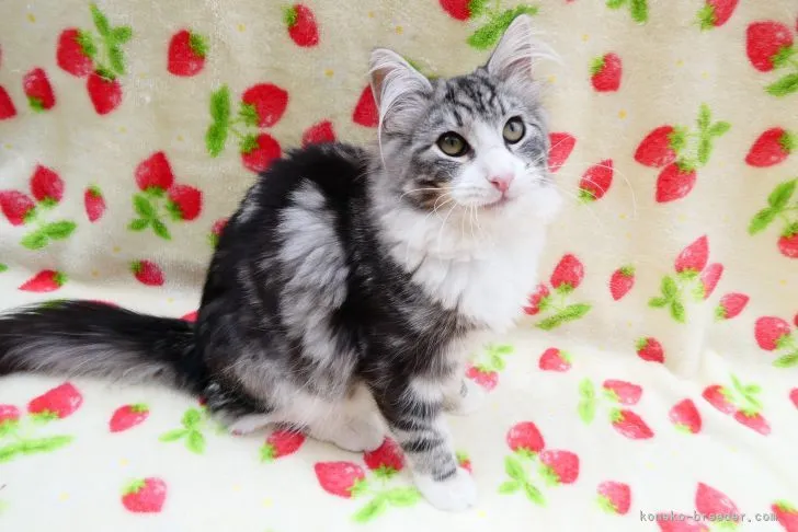 ID:2112-02286の子猫