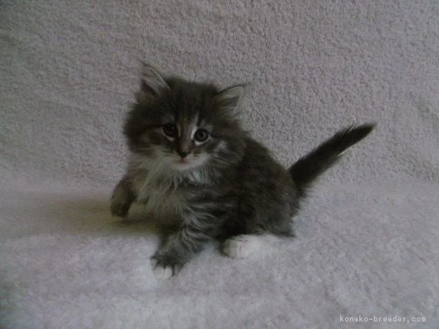 福助 様のお迎えした子猫