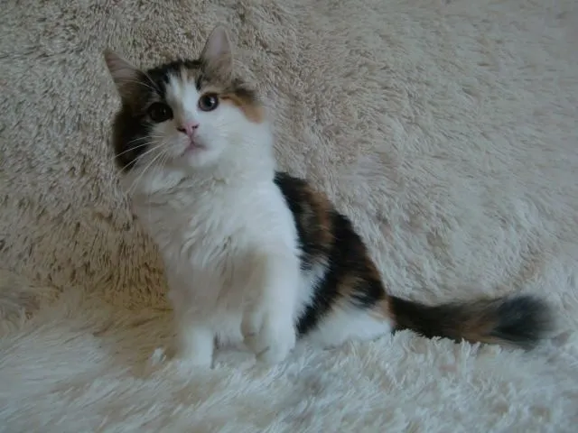 ID：1412-00270の子猫