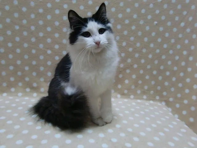 ID：1406-00146の子猫