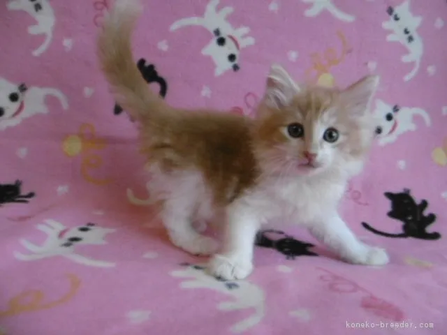 ID：1708-01069の子猫
