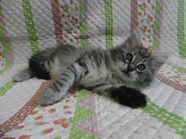 上野　愛莉 様のお迎えした子猫