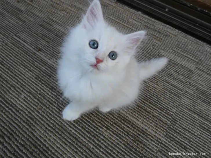 ID：2104-02134の子猫