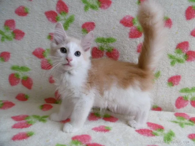 Y.O 様のお迎えした子猫