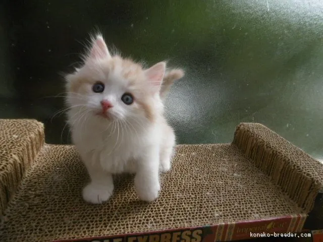 ID：2007-02007の子猫