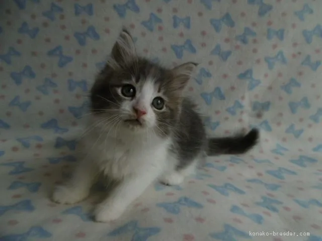 ID：1907-00616の子猫