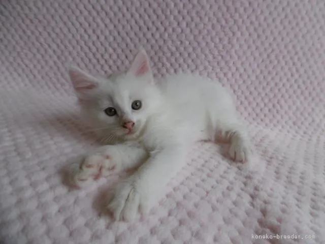 neko 様のお迎えした子猫