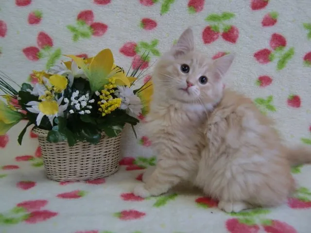 ID：1411-00054の子猫