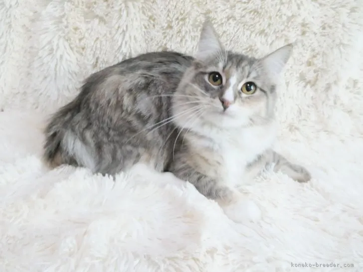 ID：2104-02295の子猫
