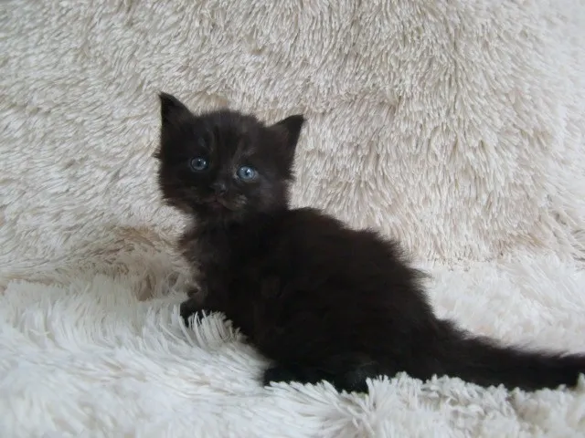 ID：1406-00151の子猫