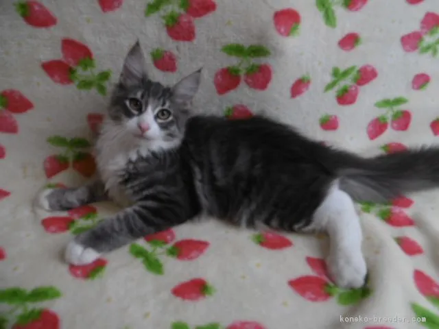 やまと 様のお迎えした子猫