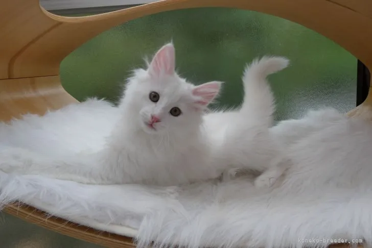 Y.K 様のお迎えした子猫