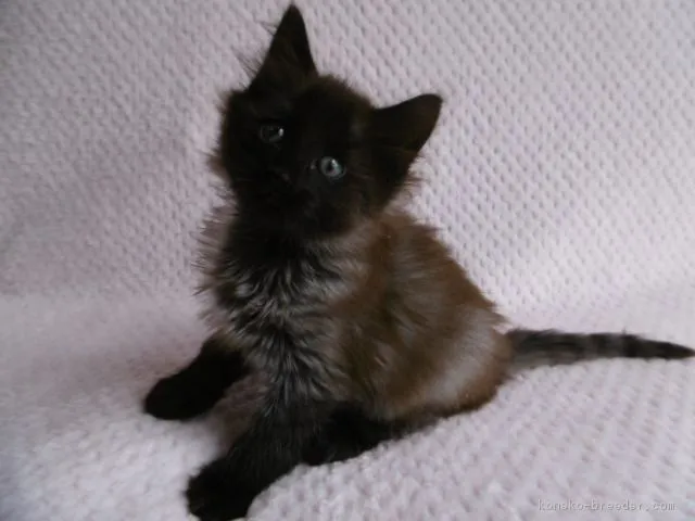 ID:1603-00342の子猫