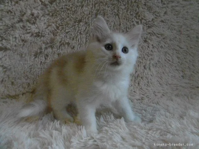 ID：1710-00866の子猫