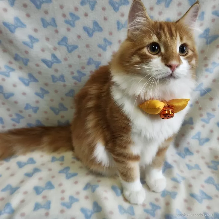 ID:2404-01602の子猫