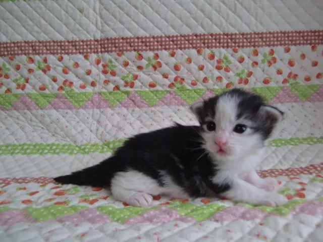 ID：1304-00065の子猫