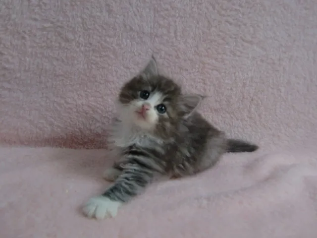 ID：1408-00157の子猫