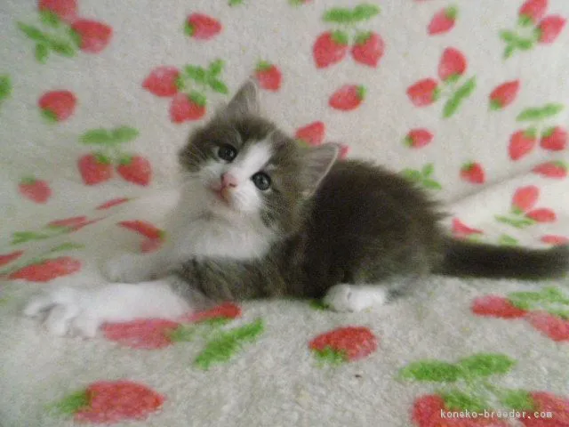 ID：1607-00745の子猫