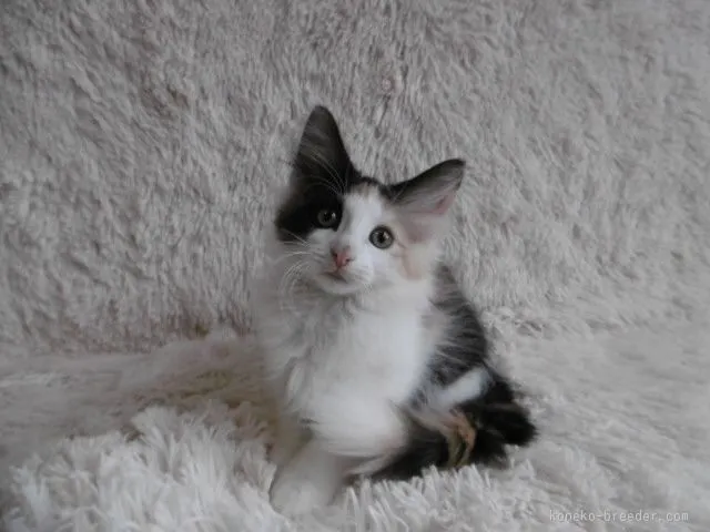 ID:1507-00467の子猫