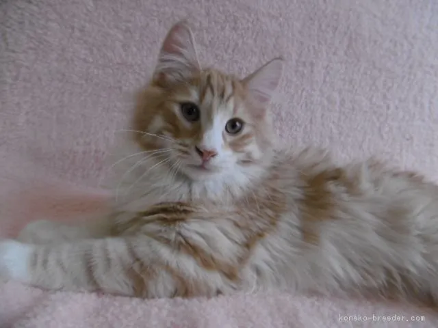 魚屋のりくん 様のお迎えした子猫