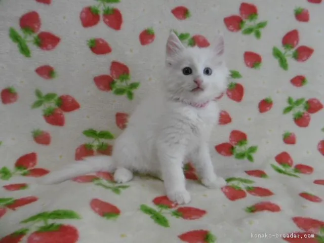 ID：1608-00412の子猫