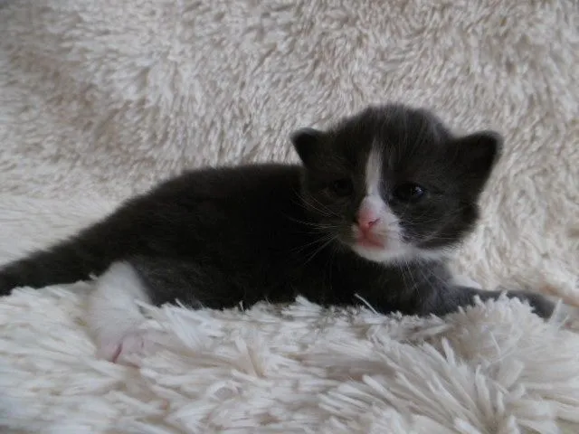 みぃ 様のお迎えした子猫