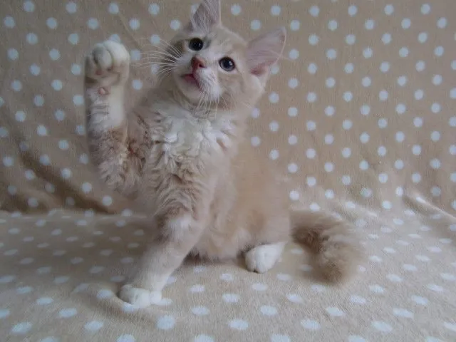 SHIMA 様のお迎えした子猫