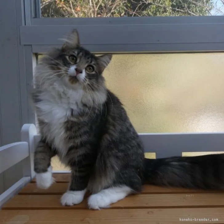 ID:2305-03393の子猫