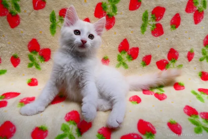 ID：2203-02055の子猫