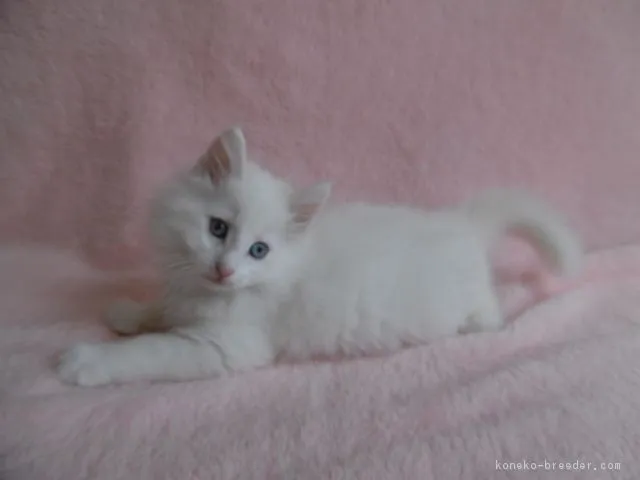 ID：1603-00554の子猫