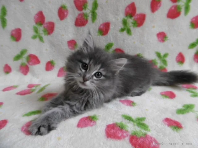 ビビ 様のお迎えした子猫