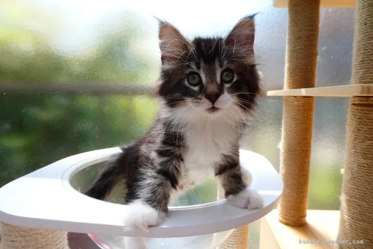 ID：2205-00876の子猫