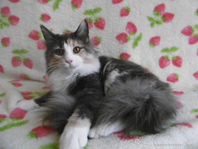 ID：1506-00249の子猫